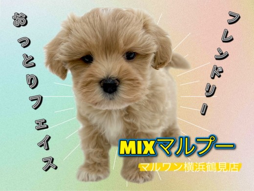 【 MIX 】おっとりフェイス!フレンドリーな性格のマルプ―ちゃん!