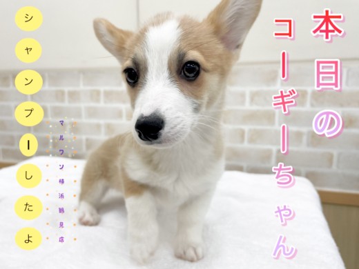 【 ウェルシュコーギーペンブローク 】本日のコーギーちゃん!シャンプーしたよ!