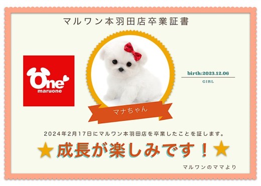 【 卒業記念 】マルプーちゃん卒業おめでとう！スタッフママよりお祝いの言葉〜卒業ブログ〜