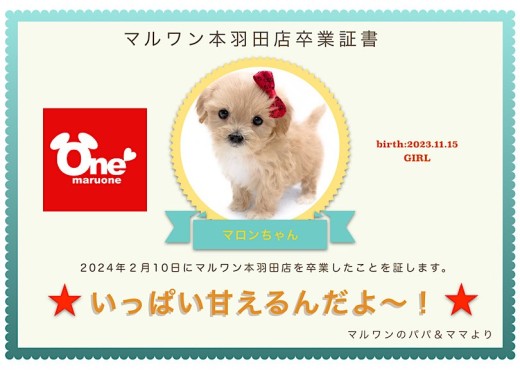 【卒業記念】マルプーちゃん卒業おめでとう！スタッフママよりお祝いの言葉〜卒業ブログ〜