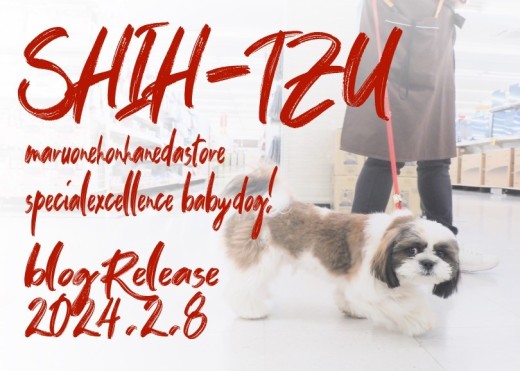 【 シーズー 】超初心者に最適！異次元レベルの成長を遂げる最高の逸材！