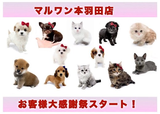 【 お知らせ 】マルワン本羽田店お客様大感謝祭スタート！全頭ご紹介！