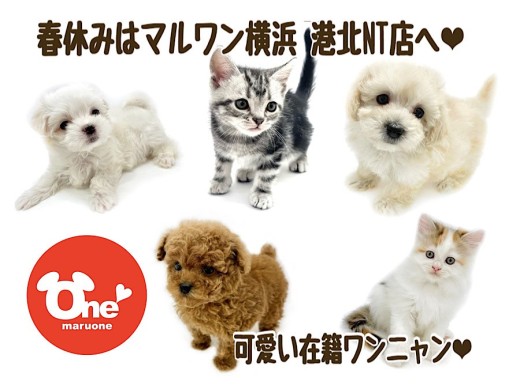 【 お役立て情報 】春休みは港北NT店へ！ 可愛い在籍ワンニャンをご紹介！