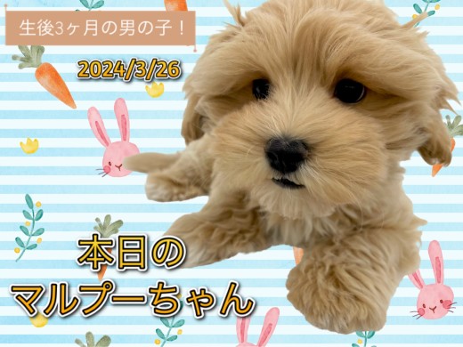 【 MIX 】本日のマルプーちゃん!生後3ヶ月の男の子!