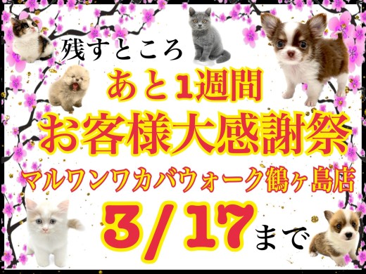 【 お知らせ 】残すところ後1週間！鶴ヶ島店お客様大感謝祭