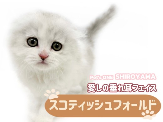 【 スコティッシュフォールド 】まん丸フェイスに癒されるシルバーカラーの男の子