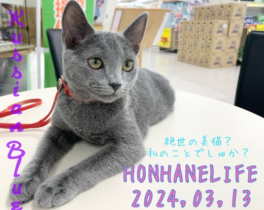 【ロシアンブルー成長ログ】絶世の美猫？私のことでしゅか？