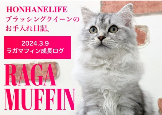 【ラガマフィン成長ログ】本羽田店のブラッシングクイーンとはわたしのことよ！