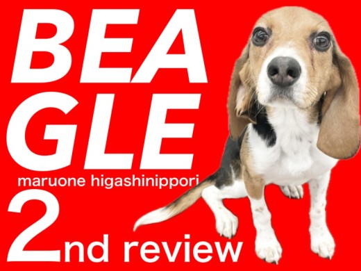 【 ビーグル 】皆の心を満たすから私のお腹を満たしてね!元気担当ビーちゃんです!