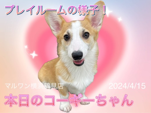 【 ウェルシュコーギーペンブローク 】本日のコーギーちゃん!プレイルームの様子!