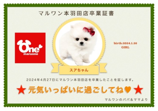 【 卒業記念 】ポメラニアンのスアちゃん卒業おめでとう!今までの感謝を込めて〜卒業ブログ〜