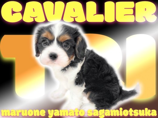 【 キャバリア 】飼いやすさと可愛さの二刀流!そして人気の高いトライカラー!