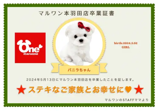 【 卒業記念 】マルチーズのバニラちゃん卒業おめでとう！今までの感謝を込めて〜卒業ブログ〜