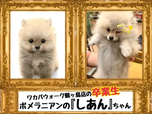 【 今日の鶴ヶ島店 】卒業生ポメラニアンの『しあん』ちゃん来店