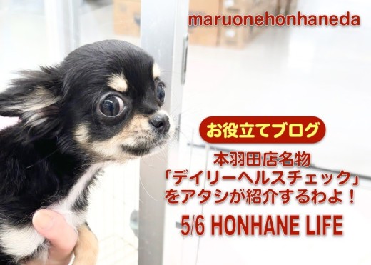 【 デイリーヘルスチェック 】必見！本羽田店のモーニングルーティーンをご紹介！