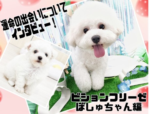 【 卒業生インタビュー 】ビションちゃんお迎えのポイントをユーザーさんに直撃！