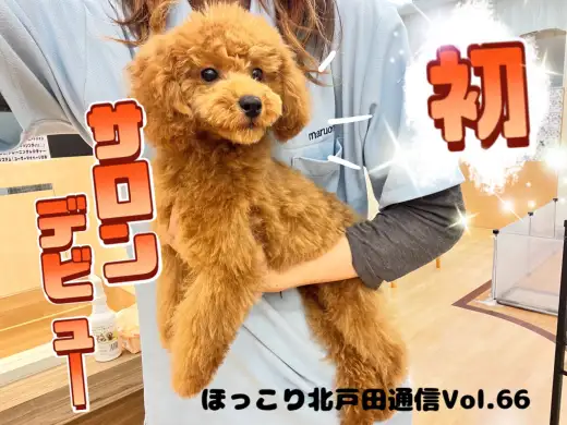 【 ほっこり北通Vol.66 】初サロンに挑戦のプーちゃん！