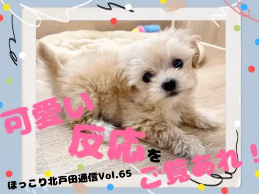 【 ほっこり北通Vol.65 】マルプーちゃんの可愛い反応をご覧あれ！