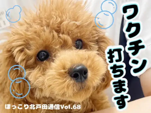 【 ほっこり北通Vol.68 】トイプーちゃんワクチン打ちます！