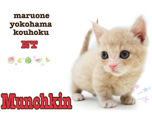 【 マンチカン 】小さめ、超短足、甘えん坊な男の子