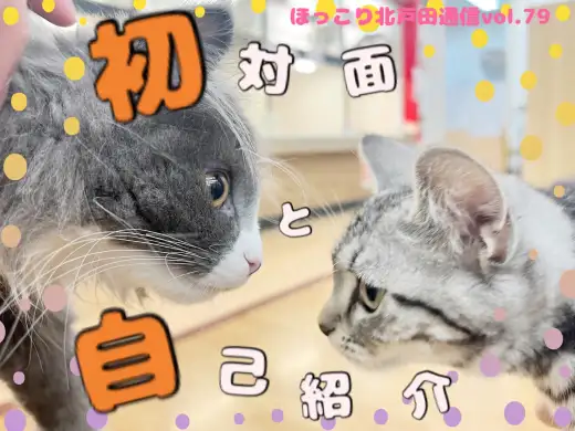 【 ほっこり北通Vol.79 】アメショちゃんとノルちゃんの初対面！