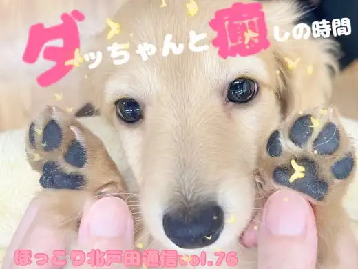【 ほっこり北通Vol.76 】ダックスちゃんとの癒しタイム