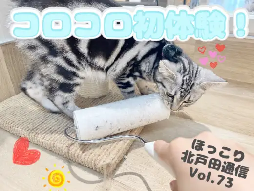 【 ほっこり北通Vol.73 】コロコロと戦うアメショちゃん