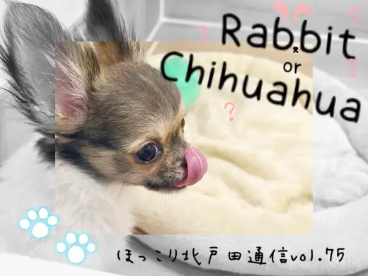 【 ほっこり北通Vol.75 】まるでうさぎ！？大きな耳をもったチワワちゃん