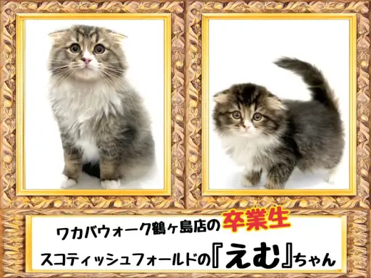 【 今日の鶴ヶ島店 】卒業生スコティッシュフォールドのえむちゃんが来店！