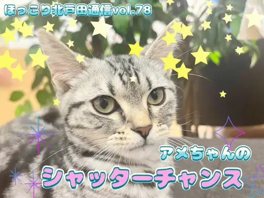 【 ほっこり北通Vol.78 】シャッターチャンスのアメショちゃん！