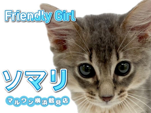 【 ソマリ 】明るく人懐こい性格!ブルーカラーの女の子!