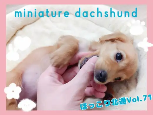 【 ほっこり北通Vol71 】ぽてぽての愛くるしいダックスちゃん！