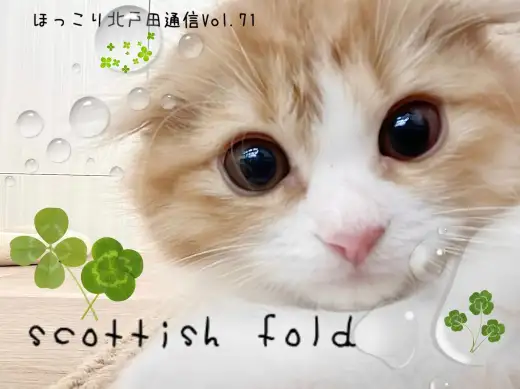 【 ほっこり北通Vol.72 】カメラは気にしない！元気MAXスコティッシュ