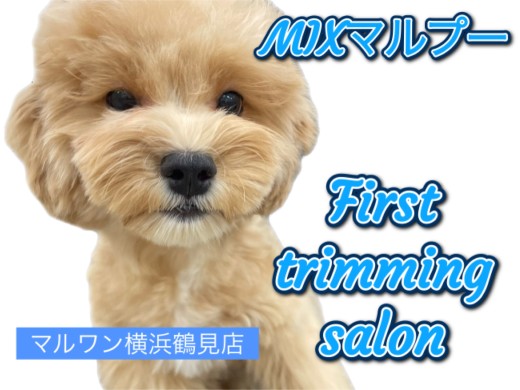 【 MIX 】マルプーちゃん!初めてのカット!