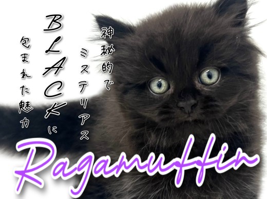 【 ラガマフィン 】黒に染まる!ミステリアスなブラックキャット!