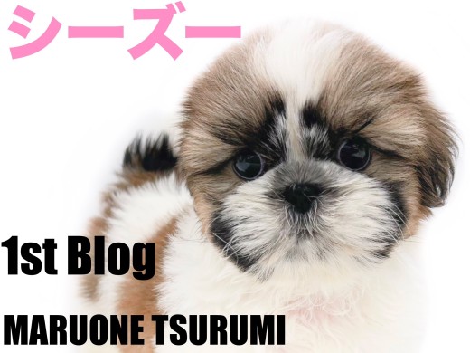 【 シーズー 】愛玩犬のなかでも人気上位のふっくら可愛い女の子!!