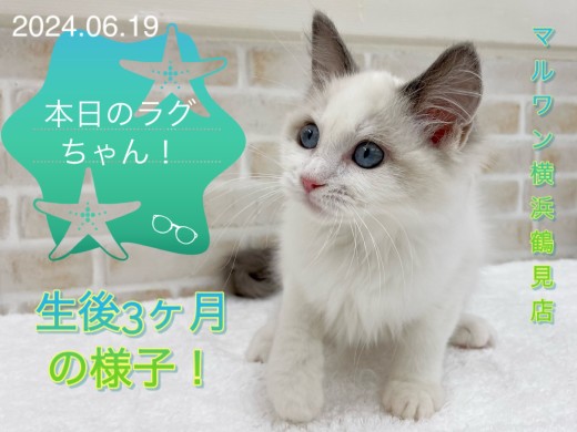 【 ラグドール 】本日のラグちゃん!生後3ヶ月の様子!