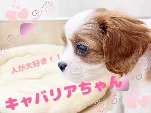 【 ほっこり北通Vol.77 】大好きアピールが一生懸命なキャバリアちゃん！