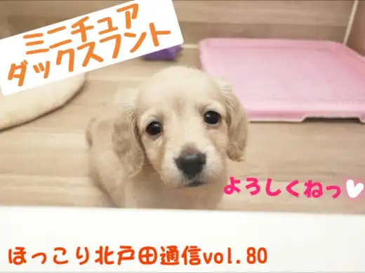 【 ほっこり北通Vol.80 】北戸田店人気ナンバーワン！ダックスの女の子登場