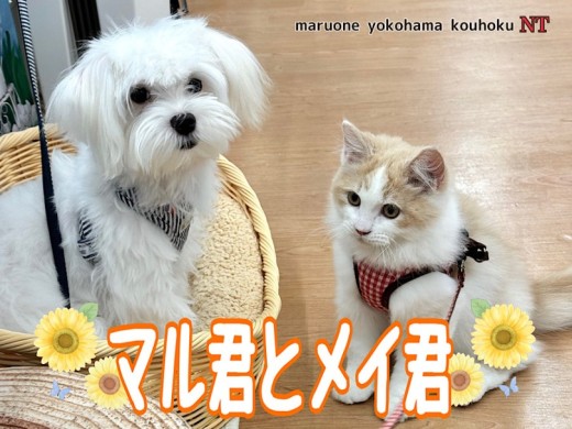 【 なかよし通信 】港北NT店にワンにゃん仲良しコンビが誕生しました！