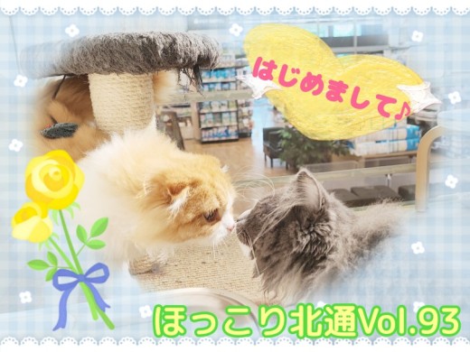 【 ほっこり北通Vol.93 】おっとりスコちゃんと優しいノル兄ちゃん