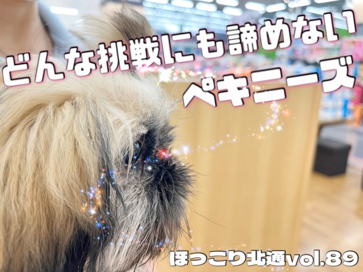 【 ほっこり北通Vol.89 】無謀な挑戦もあきらめないペキニーズ！