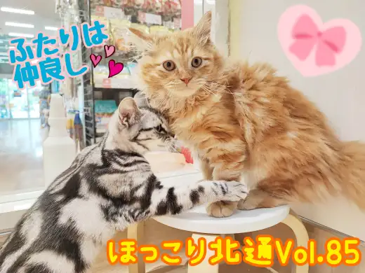 【 ほっこり北通Vol.85 】良き相棒となったアメショちゃん＆ラガマフィンくん