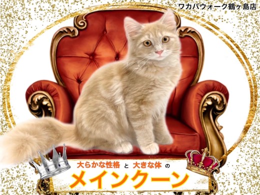 【 メインクーン 】大きさだけではない性格まで魅力的なメインクーンちゃん