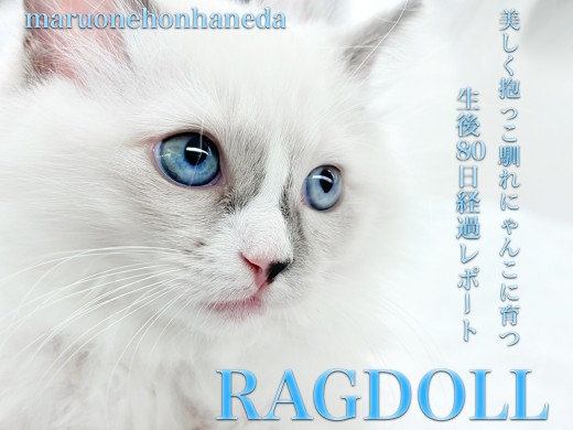 【 ラグドール 】生後80日経過!ド肝を抜く抱っこ馴れにゃんこは初心者にオススメ!