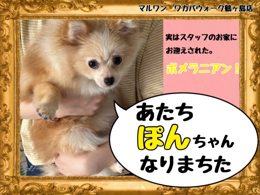 【 ポメラニアン 】鶴ヶ島店スタッフの私がお迎えしたポメラニアンちゃん