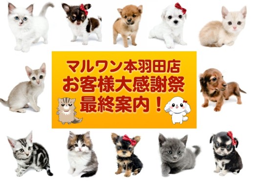 【 感謝祭ラストスパート 】マルワン本羽田店のタレント軍団わんにゃんを一挙に紹介！