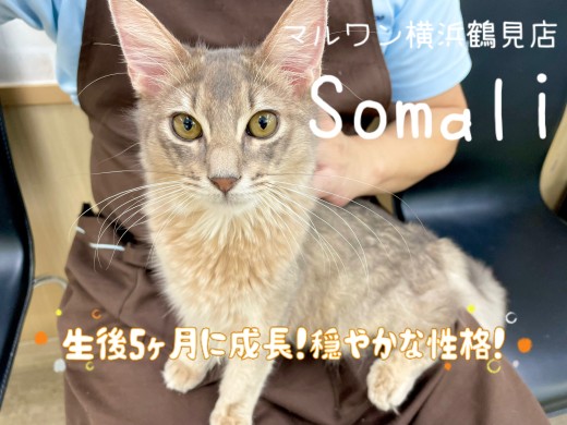 【 ソマリ 】生後5ヶ月に成長!穏やかな性格!2ndブログ!