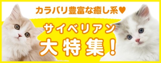 【 サイベリアン特集 】10/24現在在店中のゴージャスCAT!最新動画は必見!