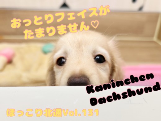 【 ほっこり北通vol.131 】ほのぼの系わんこダックスちゃんが登場！